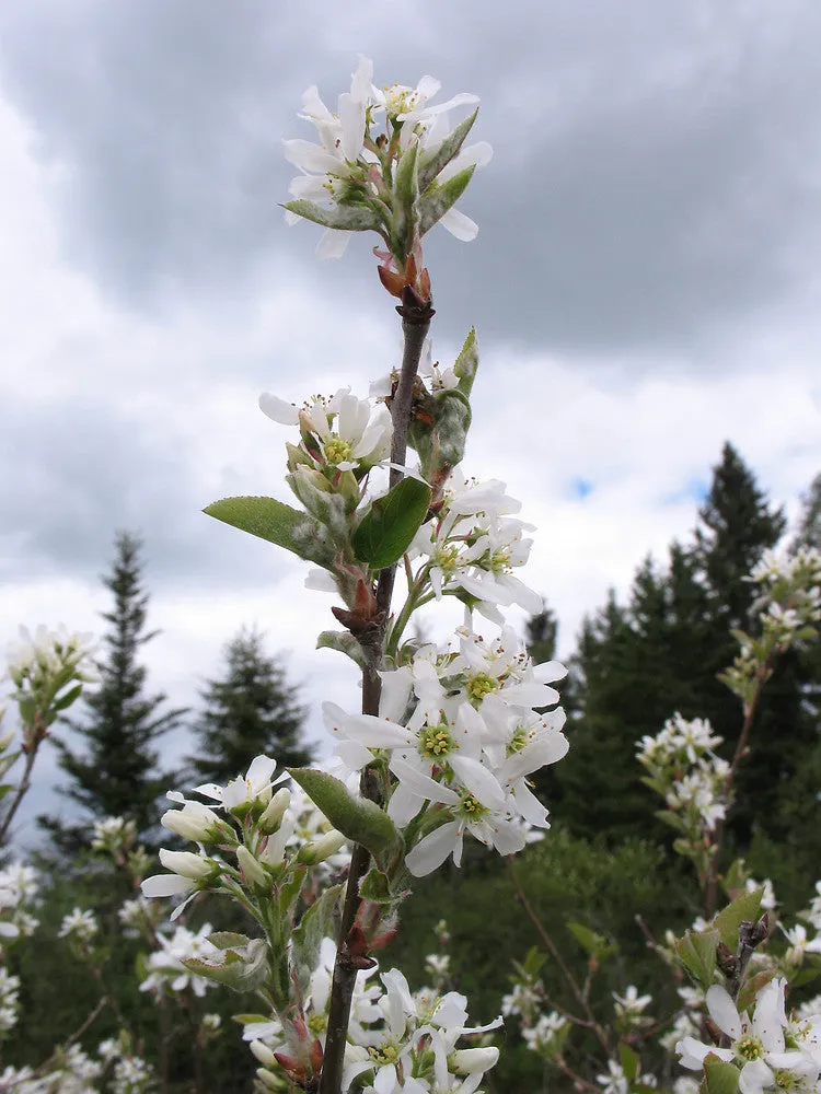 Amelanchier canadensis (Canadian Serviceberry) - 80cm - 5 Gallon Potted Shrub