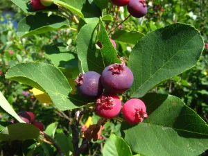 Amelanchier canadensis (Canadian Serviceberry) - 80cm - 5 Gallon Potted Shrub