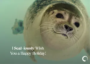 Cute Seal Holiday Card   Oceanic Global Recognition