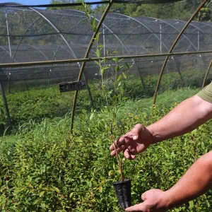 Flatwoods Plum (Prunus umbellata)