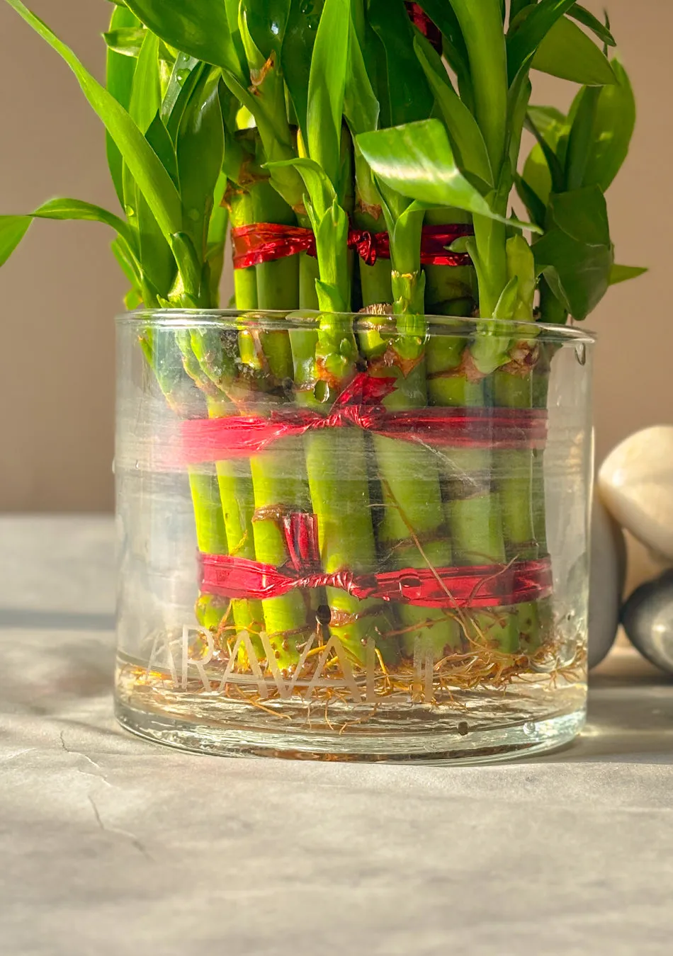 Lucky Bamboo 3 Layers Indoor Plant
