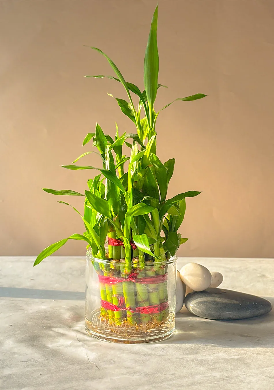 Lucky Bamboo 3 Layers Indoor Plant