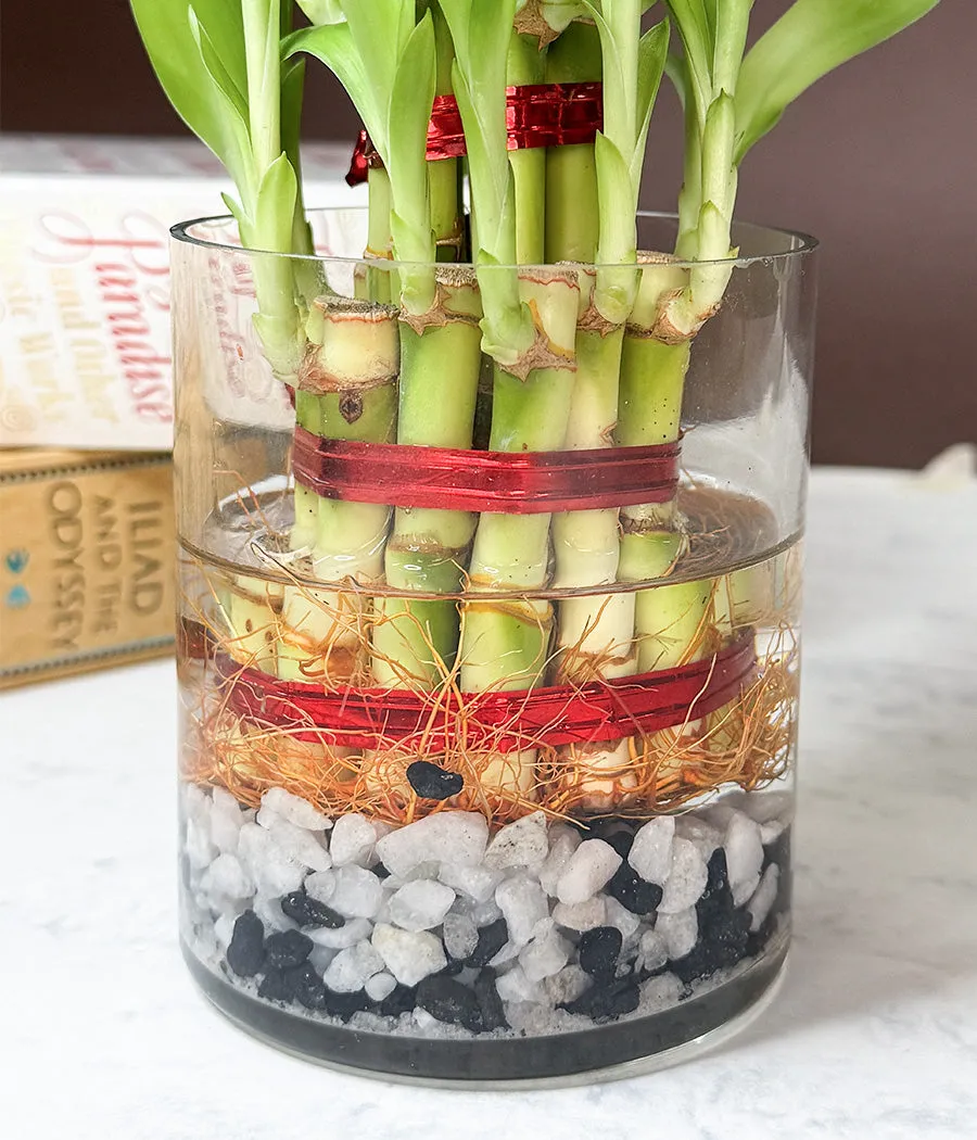 Lucky Bamboo 3 Layers Indoor Plant