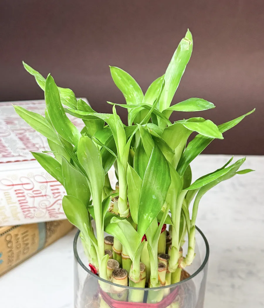 Lucky Bamboo 3 Layers Indoor Plant