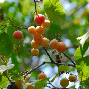 Mexican Plum (Prunus mexicana)