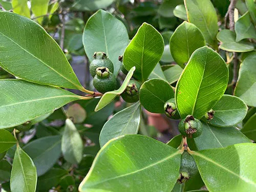 Psidium guineense | Brazilian Guava | 5 Seeds