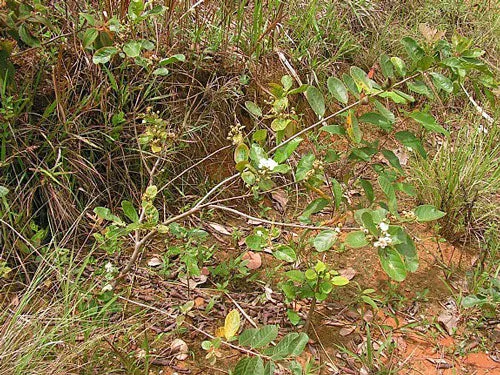 Psidium guineense | Brazilian Guava | 5 Seeds