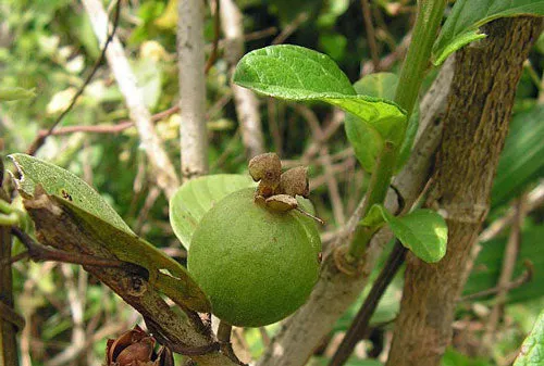 Psidium guineense | Brazilian Guava | 5 Seeds