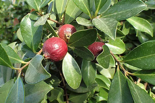 Psidium guineense | Brazilian Guava | 5 Seeds
