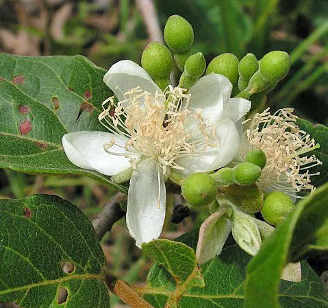 Psidium guineense | Brazilian Guava | 5 Seeds