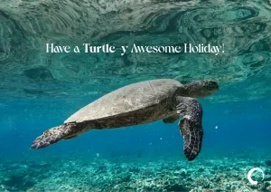 Turtle-y Holiday Card   Oceanic Global Recognition