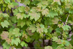 'White Pearl' Currant (Ribes rubrum 'White Pearl') (late-season) - 3 Gallon Potted Shrub