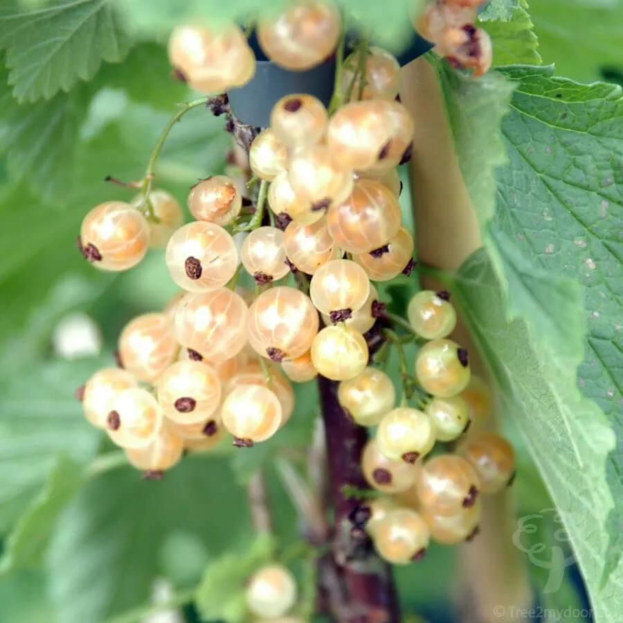 'White Pearl' Currant (Ribes rubrum 'White Pearl') (late-season) - 3 Gallon Potted Shrub