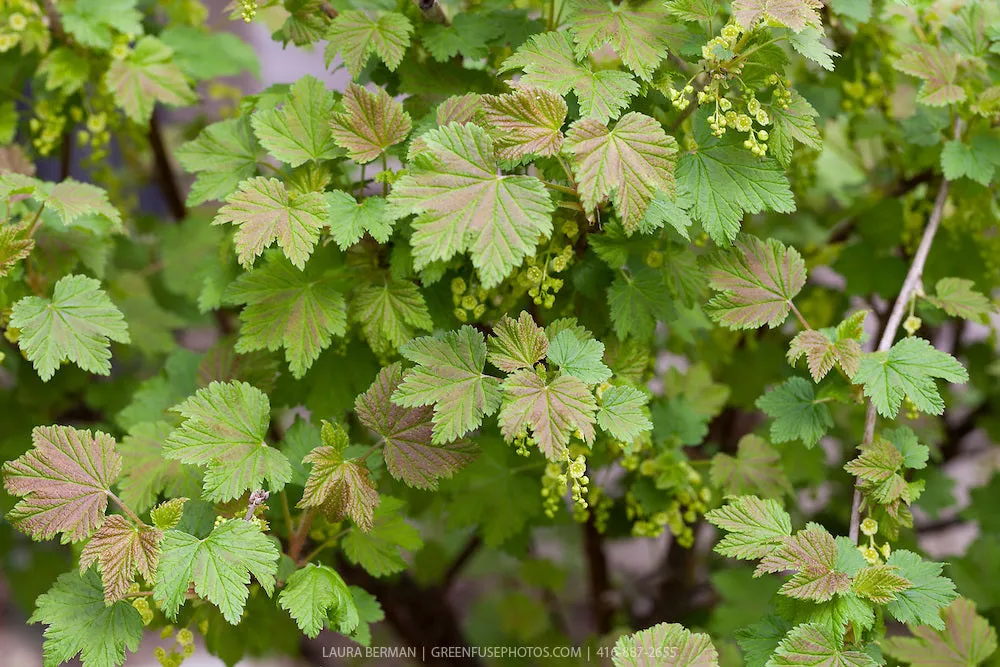 'White Pearl' Currant (Ribes rubrum 'White Pearl') (late-season) - 3 Gallon Potted Shrub
