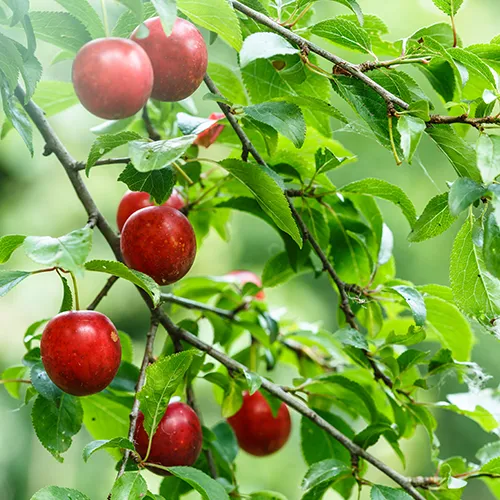Wildlife Fruit Tree Package