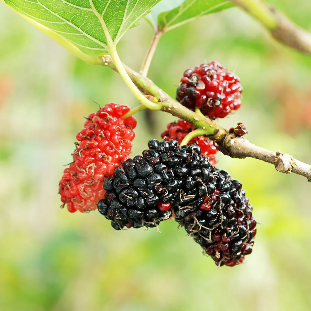 Wildlife Fruit Tree Package