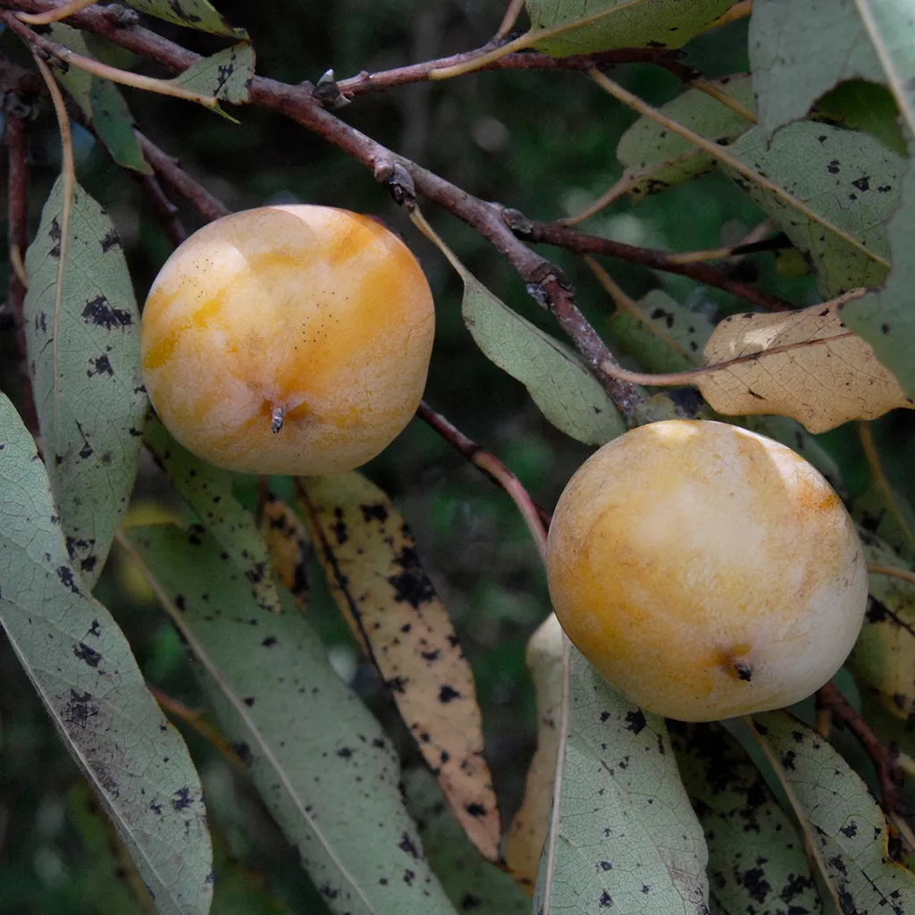 Wildlife Fruit Tree Package