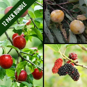 Wildlife Fruit Tree Package